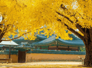 韩国外贸数据,外贸数据,ballbet贝博外贸数据